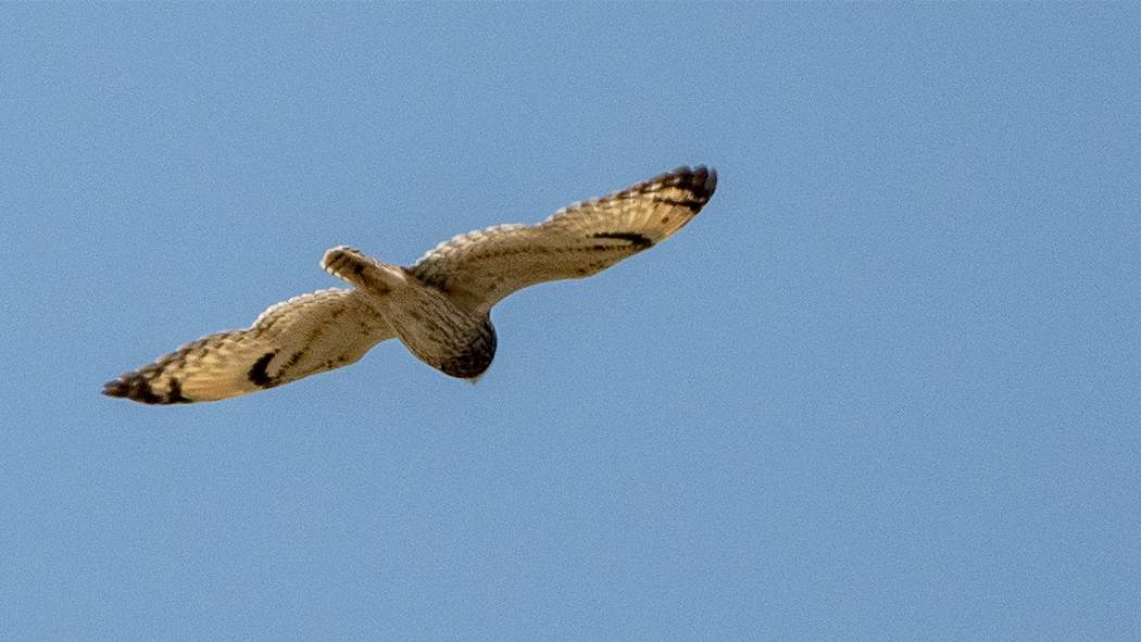 Short-eared Owl